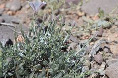 Convolvulus tragacanthoides