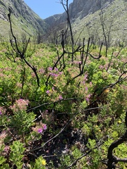 Pelargonium cucullatum cucullatum