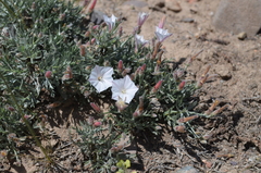 Convolvulus tragacanthoides