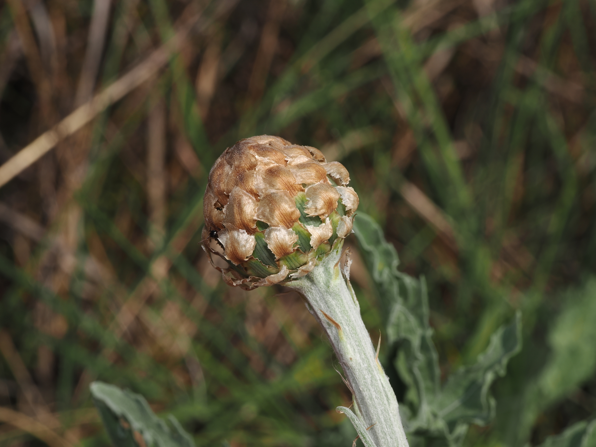 Austral Cornflower (Rhaponticum australe)