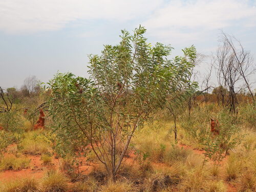 Acacia elachantha