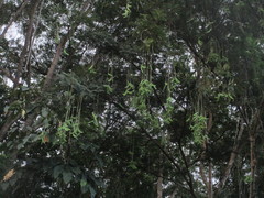 Parkia pendula