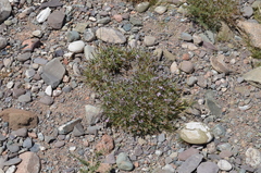 Acantholimon sackenii
