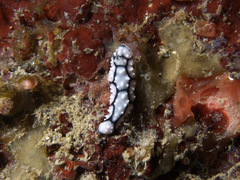 Phyllidiidae
