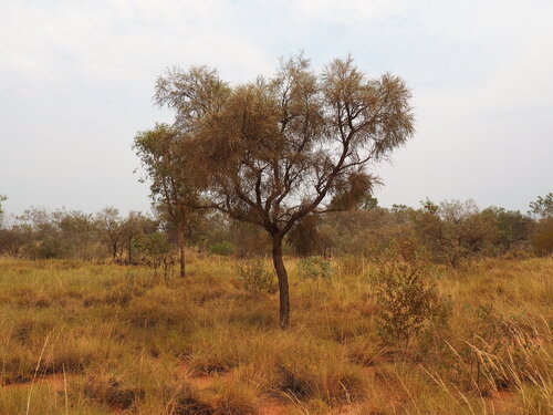 Desert Oak