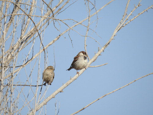 House Sparrow