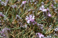Acantholimon sackenii