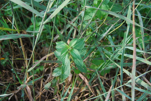 corn mint