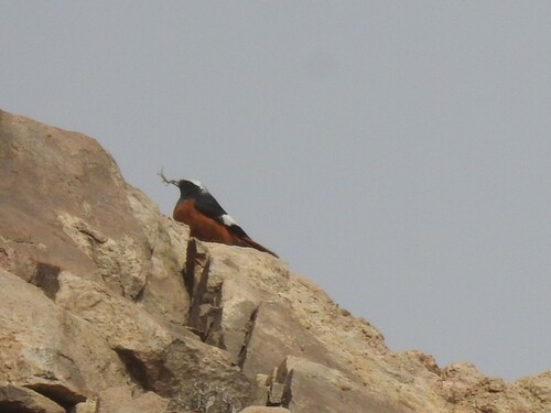 White-winged Redstart