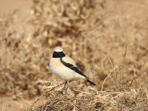 Desert Wheatear