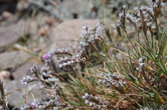 Acantholimon sackenii