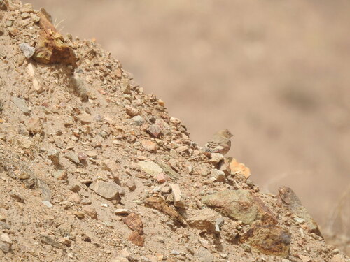 Mongolian Finch