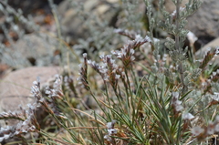 Acantholimon sackenii