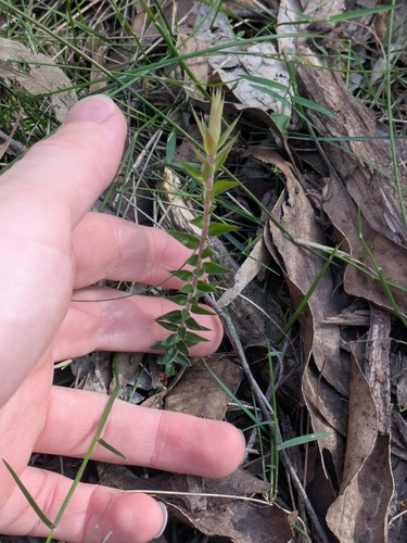 Acrotriche prostrata (Acrotriche prostrata)