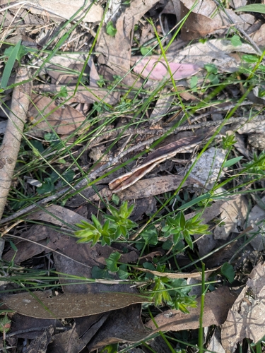 Acrotriche prostrata (Acrotriche prostrata)