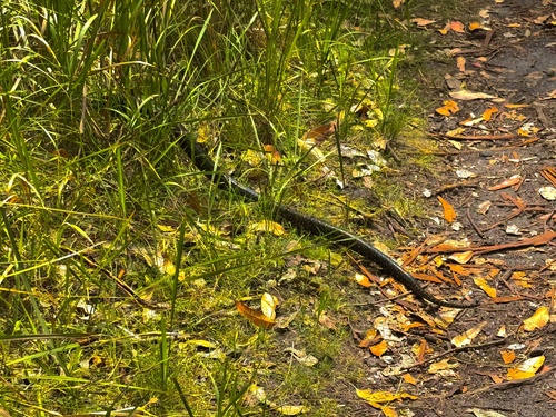 Diamond Python sighting