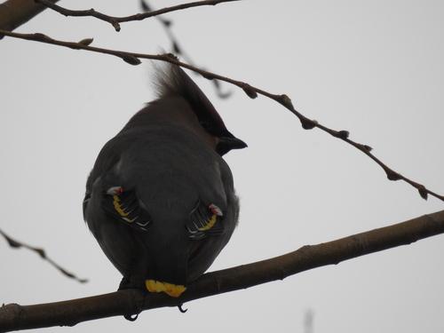 Bohemian Waxwing