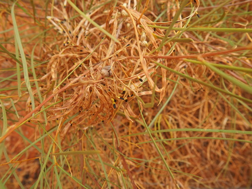 Acacia adsurgens