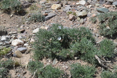 Convolvulus tragacanthoides