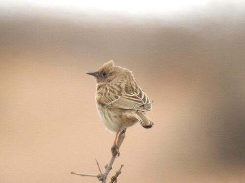 Mongolian Accentor