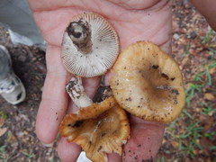 Russula pectinatoides