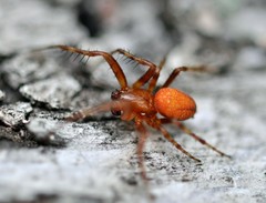 Araneus alsine