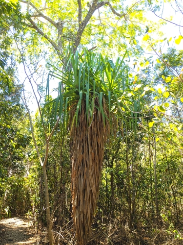 Cook's screw pine (Pandanus cookii)