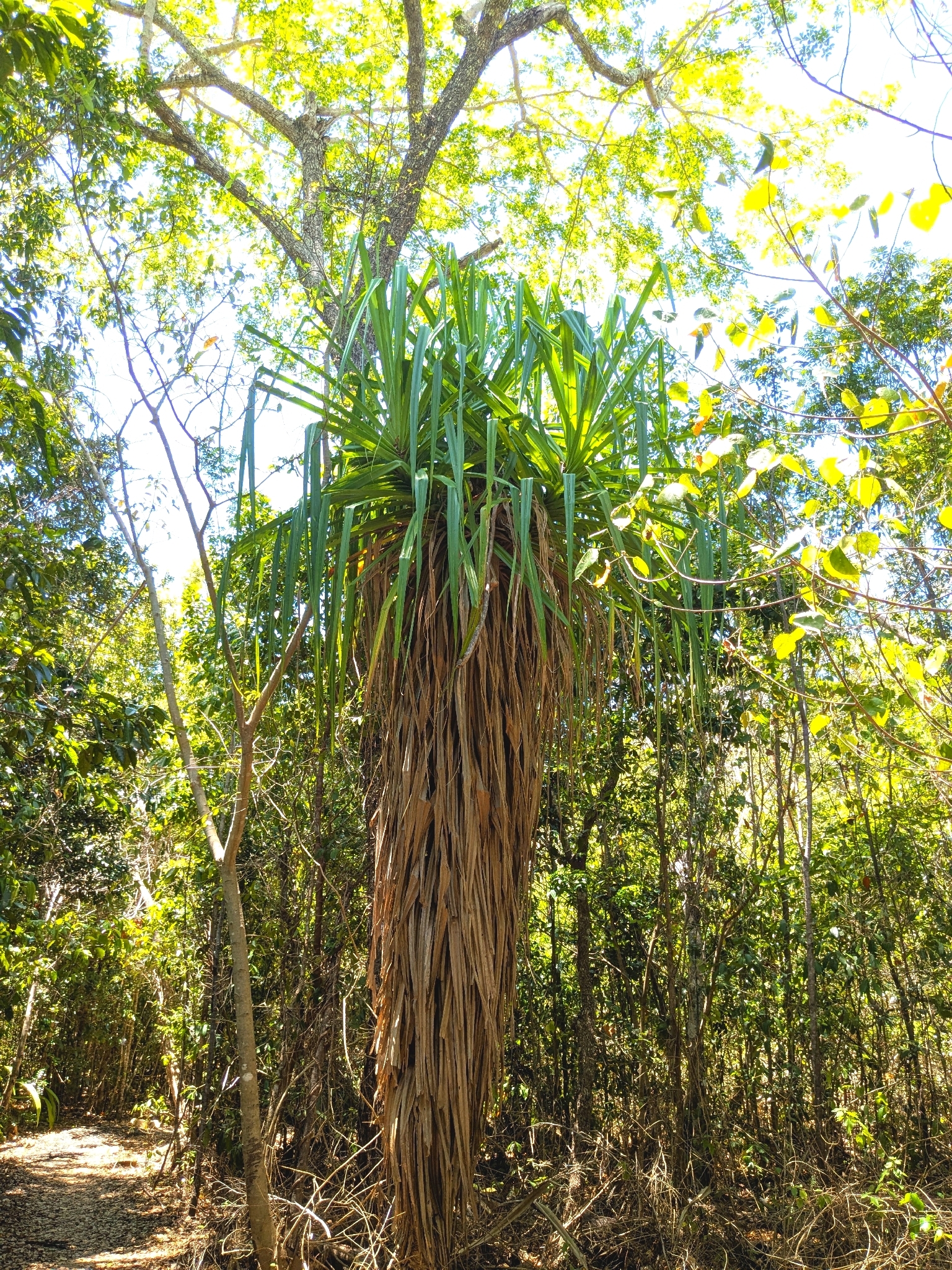 Cook's Screw Pine (Pandanus cookii)