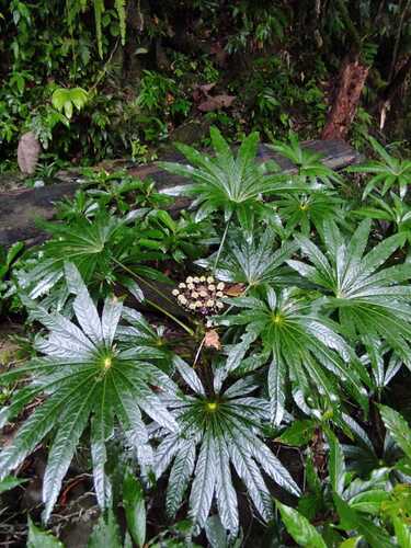 Osmoxylon borneense, 2025-10-10