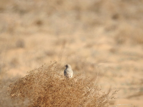 Isabelline Wheatear