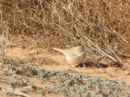 Asian Desert Warbler