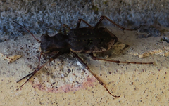 Neocicindela parryi