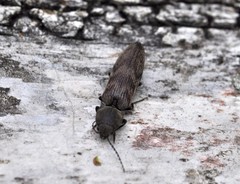 Diacanthous undulatus