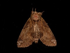 Plotheia exacta