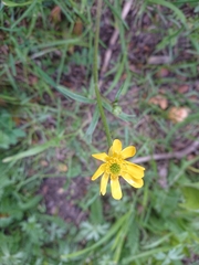 Ranunculus peduncularis