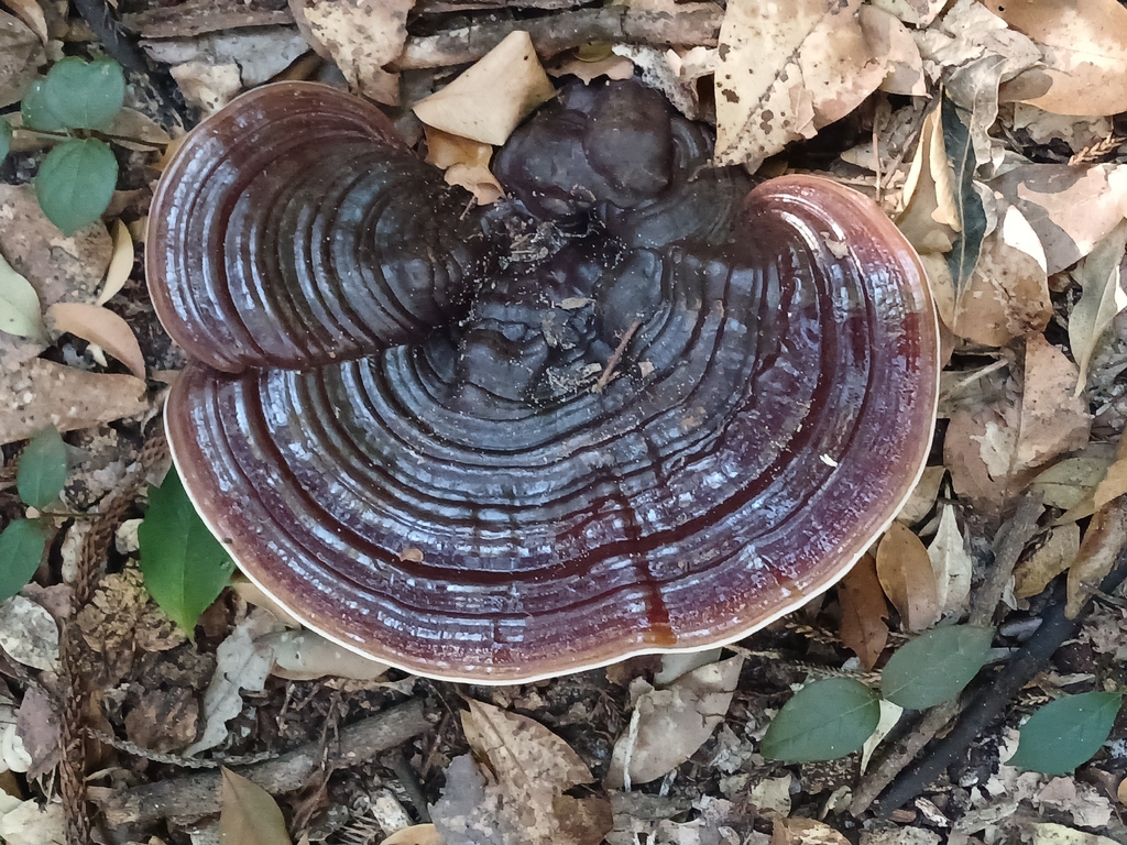 Ganoderma lucidum · October 2025 · photo: © ecoman (iNaturalist, cc-by)