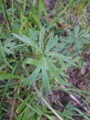 Ranunculus peduncularis