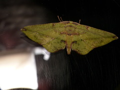 Omiza herois