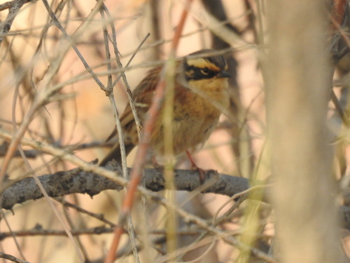 Siberian Accentor