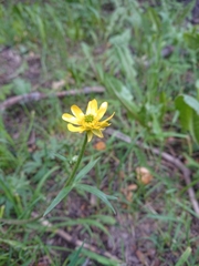 Ranunculus peduncularis