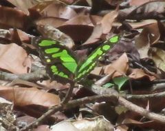 Philaethria dido