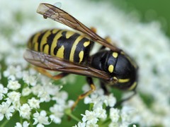 Vespula austriaca