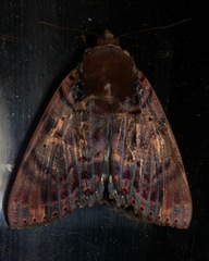 Arcte modesta