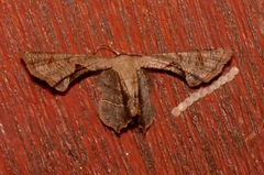 Phazaca coniferoides