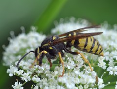 Vespula austriaca