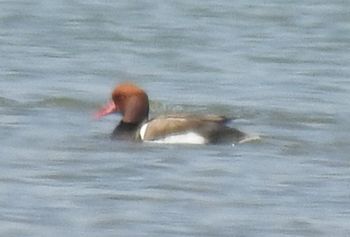 Red-crested Pochard