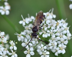 Argogorytes mystaceus