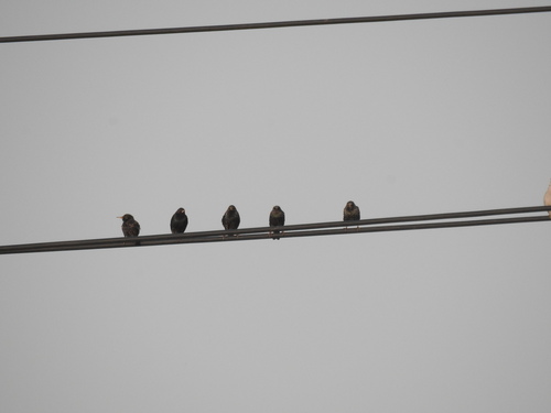 European Starling
