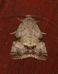 Blenina quinaria