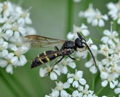 Argogorytes mystaceus